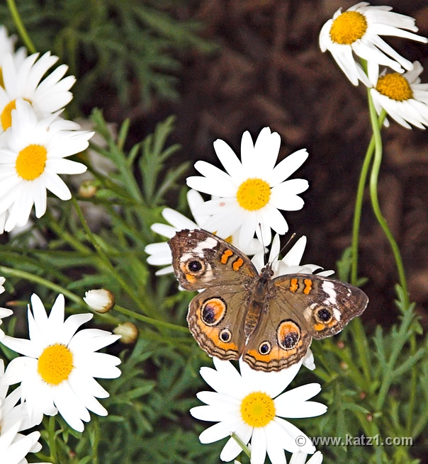 BZ Butterfly 1